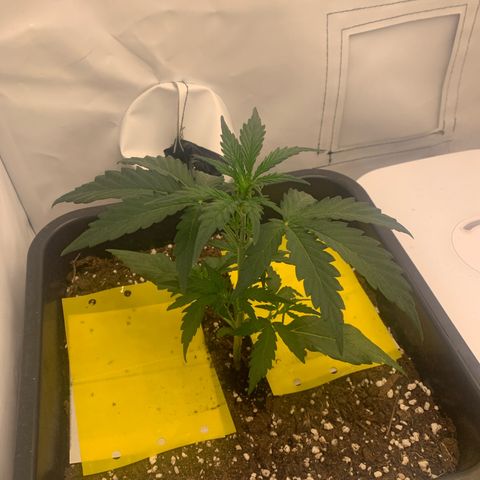 Grape Ape growlog timeline photo