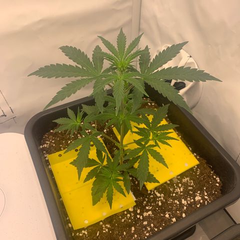 HulkBerry growlog timeline photo