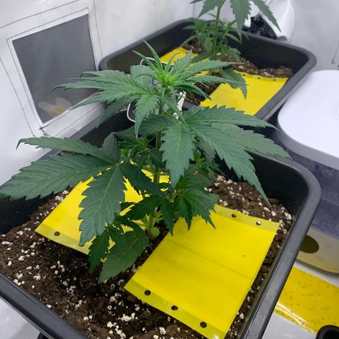 Haze Berry growlog timeline photo