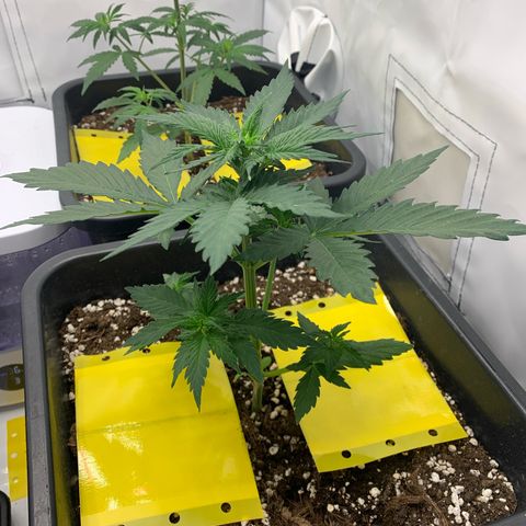 Bubble Kush growlog timeline photo
