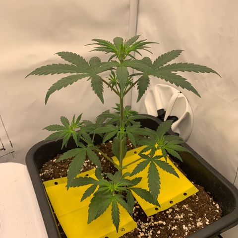 HulkBerry growlog timeline photo