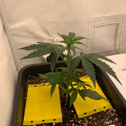 Grape Ape growlog timeline photo
