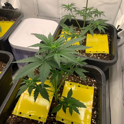 Bubble Kush growlog timeline photo