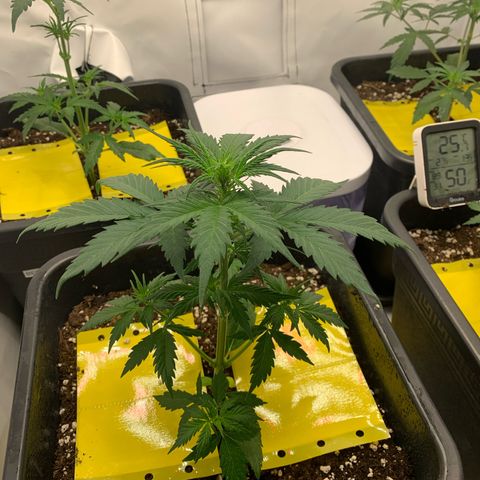 Haze Berry growlog timeline photo