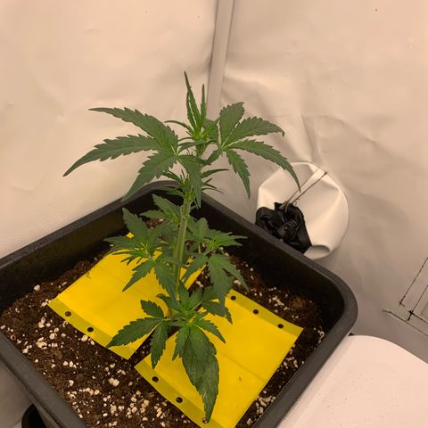 Grape Ape growlog timeline photo