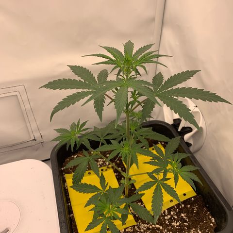 HulkBerry growlog timeline photo