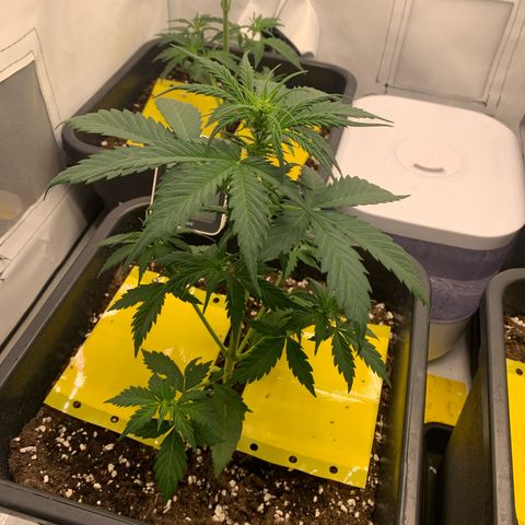 Haze Berry growlog timeline photo
