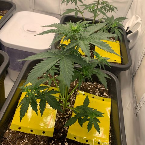 Bubble Kush growlog timeline photo