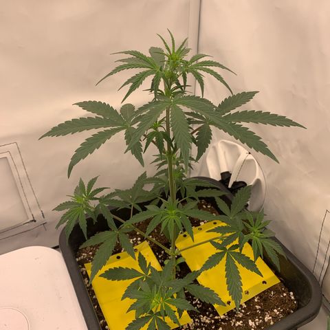 HulkBerry growlog timeline photo