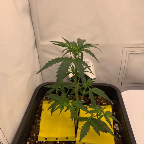 Grape Ape growlog timeline photo