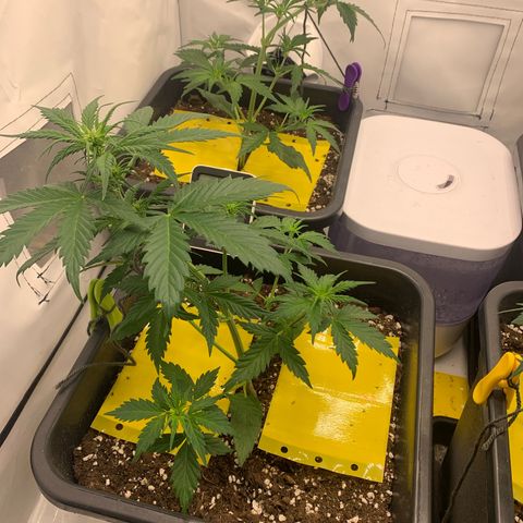 Haze Berry growlog timeline photo