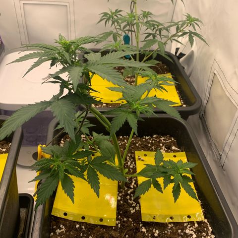 Bubble Kush growlog timeline photo