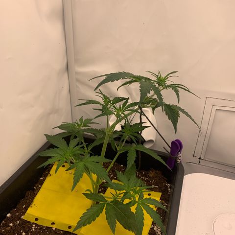 Grape Ape growlog timeline photo