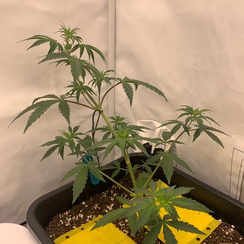HulkBerry growlog timeline photo
