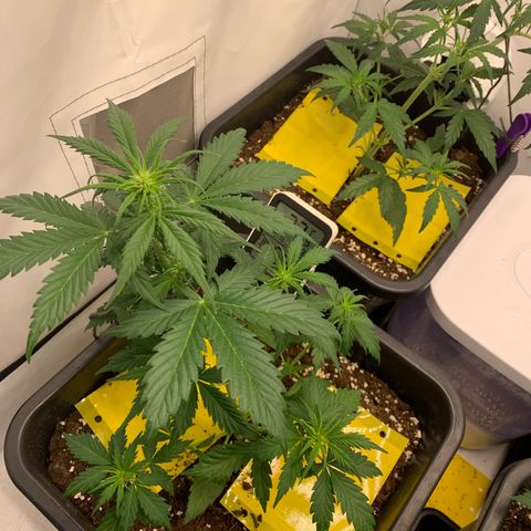 Haze Berry growlog timeline photo