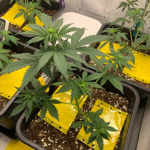 Bubble Kush growlog timeline photo