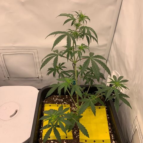 HulkBerry growlog timeline photo