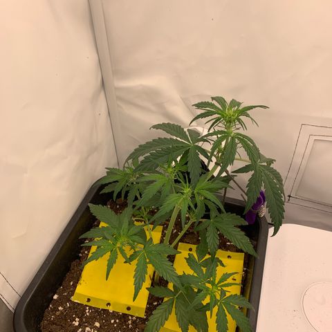 Grape Ape growlog timeline photo