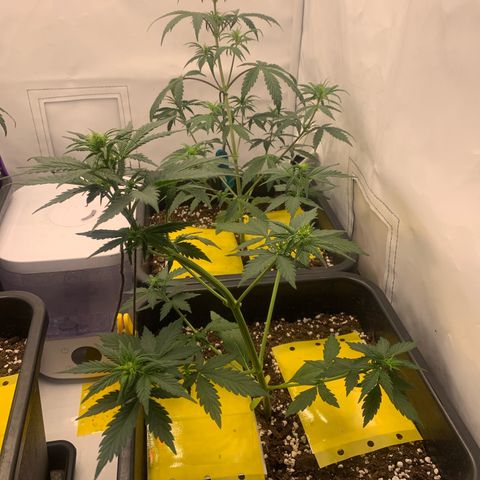Bubble Kush growlog timeline photo