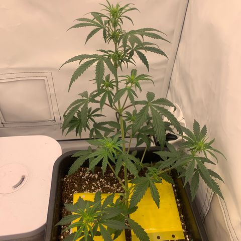 HulkBerry growlog timeline photo