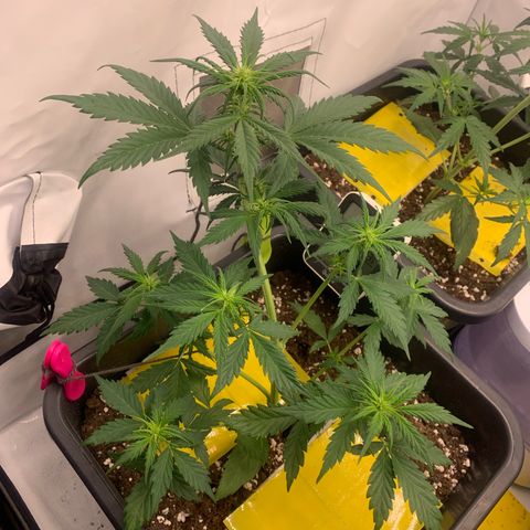 Haze Berry growlog timeline photo