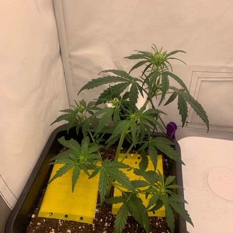Grape Ape growlog timeline photo