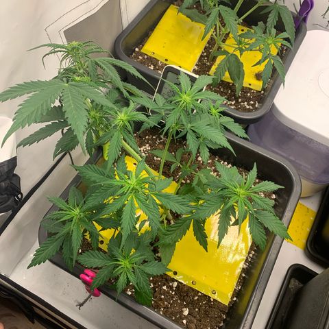 Haze Berry growlog timeline photo