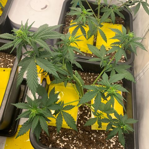 Bubble Kush growlog timeline photo