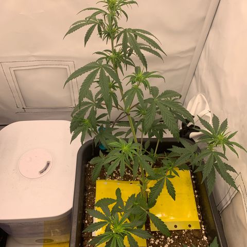 HulkBerry growlog timeline photo