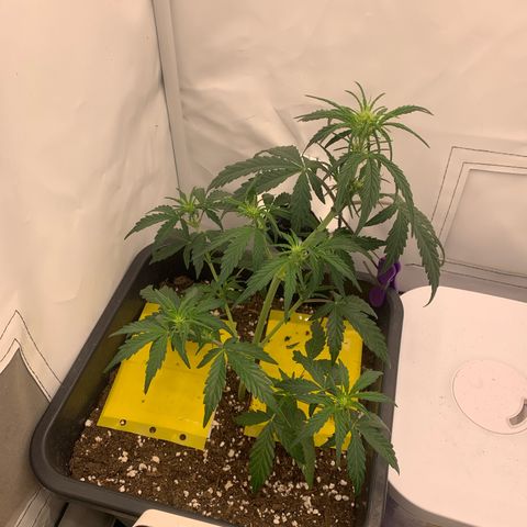 Grape Ape growlog timeline photo