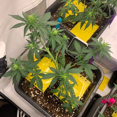 Bubble Kush growlog timeline photo