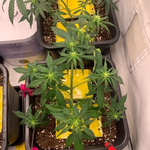 Haze Berry growlog timeline photo