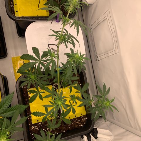 HulkBerry growlog timeline photo