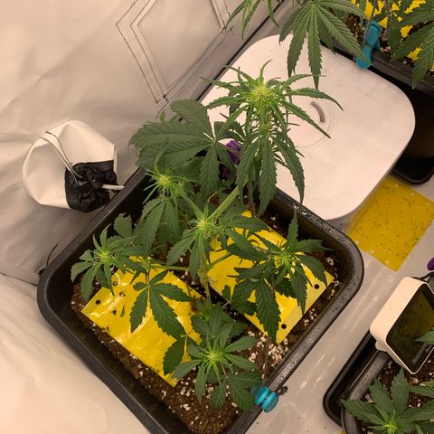 Grape Ape growlog timeline photo