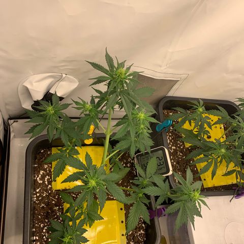 Bubble Kush growlog timeline photo