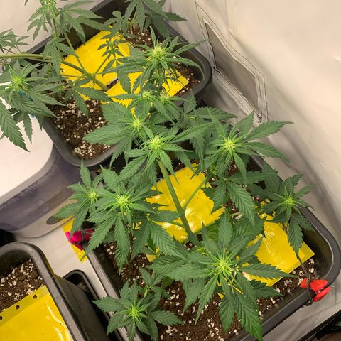 Haze Berry growlog timeline photo