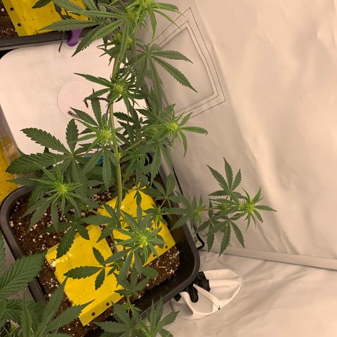 HulkBerry growlog timeline photo