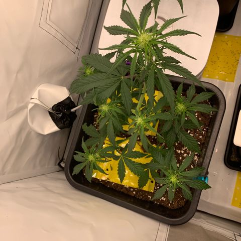 Grape Ape growlog timeline photo