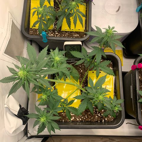 Bubble Kush growlog timeline photo