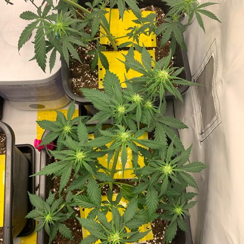 Haze Berry growlog timeline photo