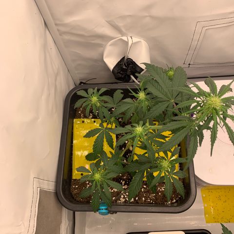 Grape Ape growlog timeline photo