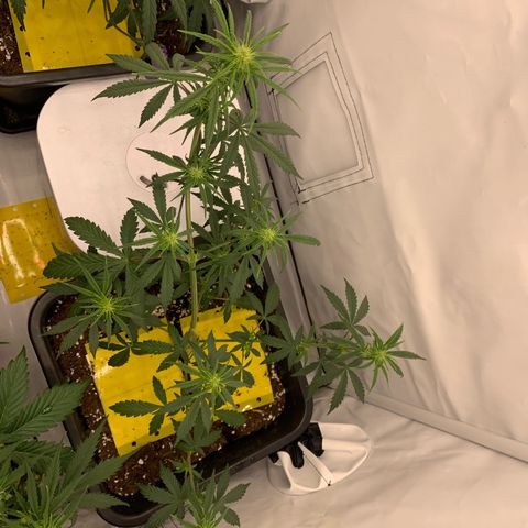 HulkBerry growlog timeline photo