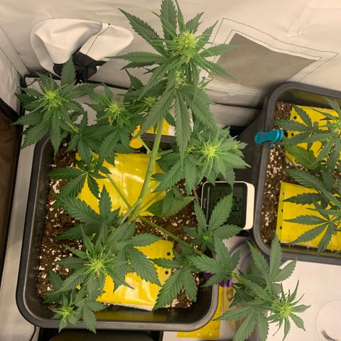 Bubble Kush growlog timeline photo