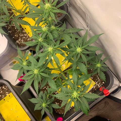 Haze Berry growlog timeline photo