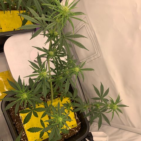 HulkBerry growlog timeline photo