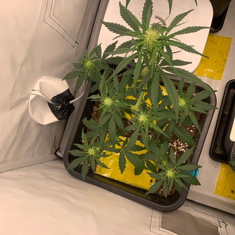 Grape Ape growlog timeline photo