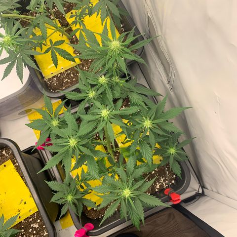 Haze Berry growlog timeline photo