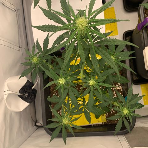 Grape Ape growlog timeline photo