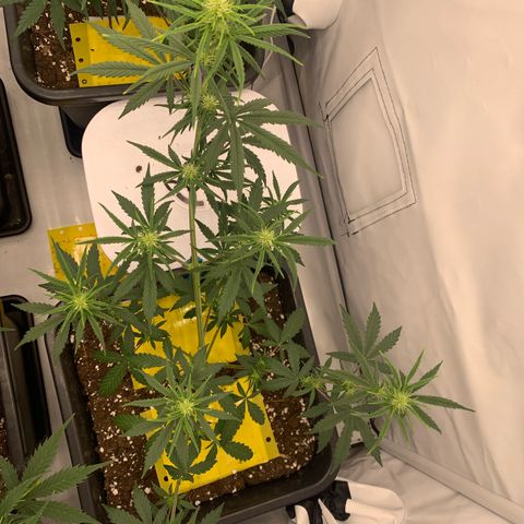 HulkBerry growlog timeline photo