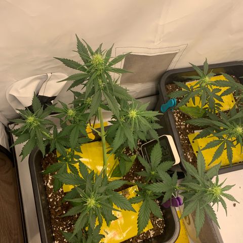 Bubble Kush growlog timeline photo